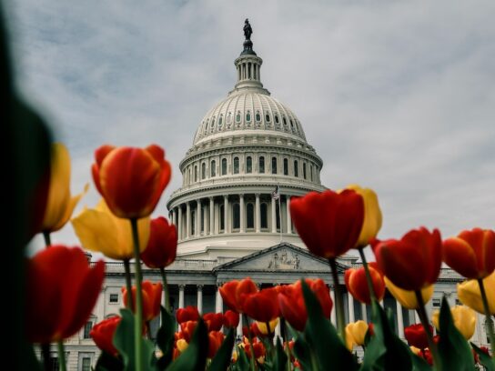 photo of capitol building in spring with tulips in bloom