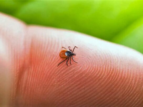photo of a small tick probably an adult femail blacck-legged tick