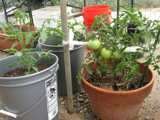 photo of tomato plants