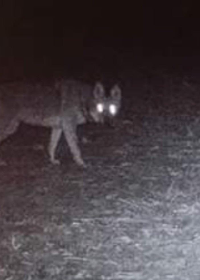 North Wildwood police warn of coyote sightings