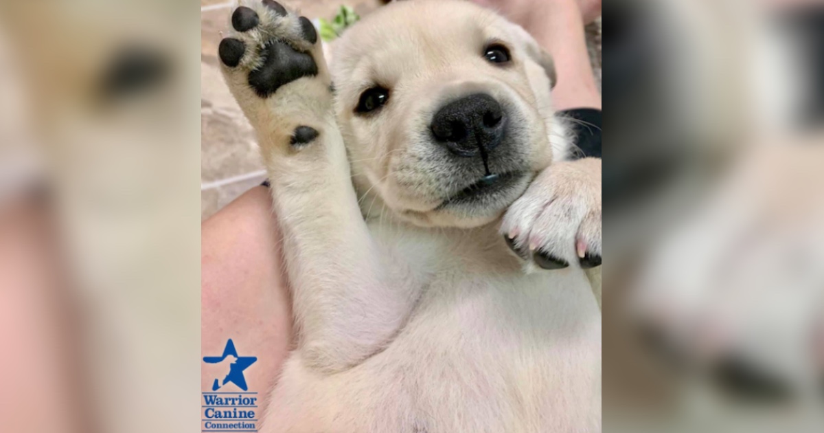 warrior canine connection puppy cam