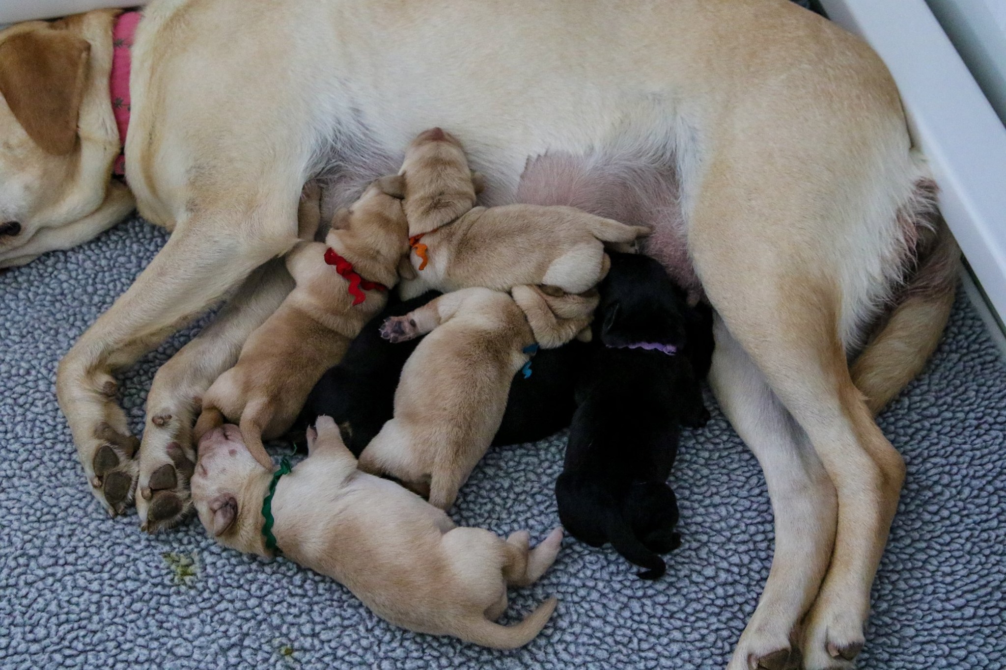 warrior canine connection puppy cam