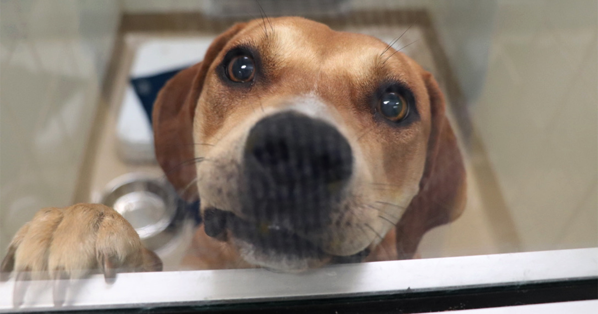 County Shelter Waives Fees for Large Dogs; Capacity at 'Critical' Point - Vimarsana News