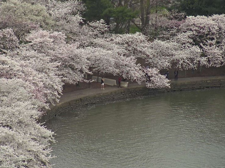 ‘Bloom Cam’ Provides Live Look at Cherry Blossoms in DC Montgomery