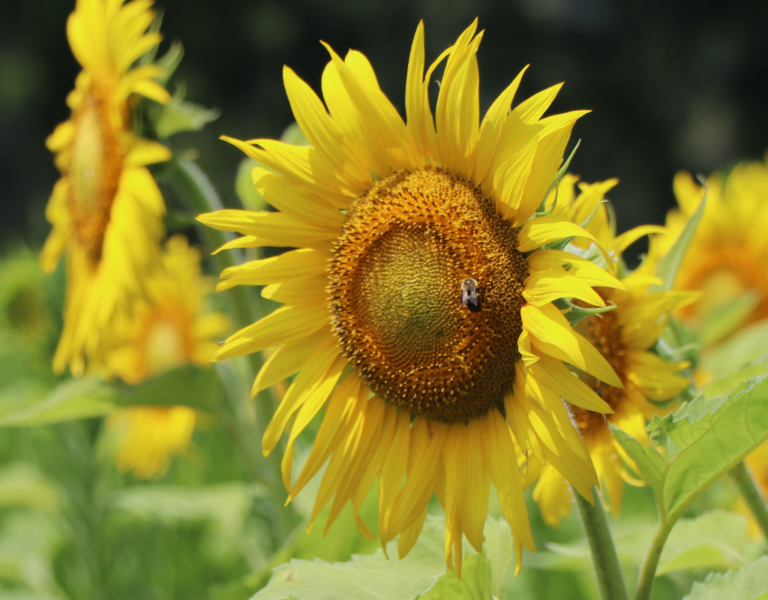 Photos Sunflower Fields Start Blooming in Poolesville Montgomery
