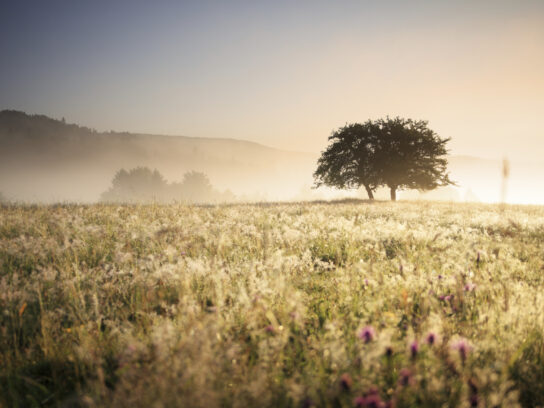 Image of intense sunshine on field