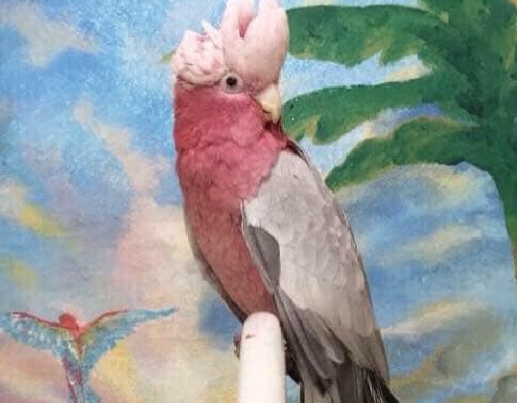 Wilson Parrot Foundation in Damascus is Missing Cockatoo Montgomery Community Media