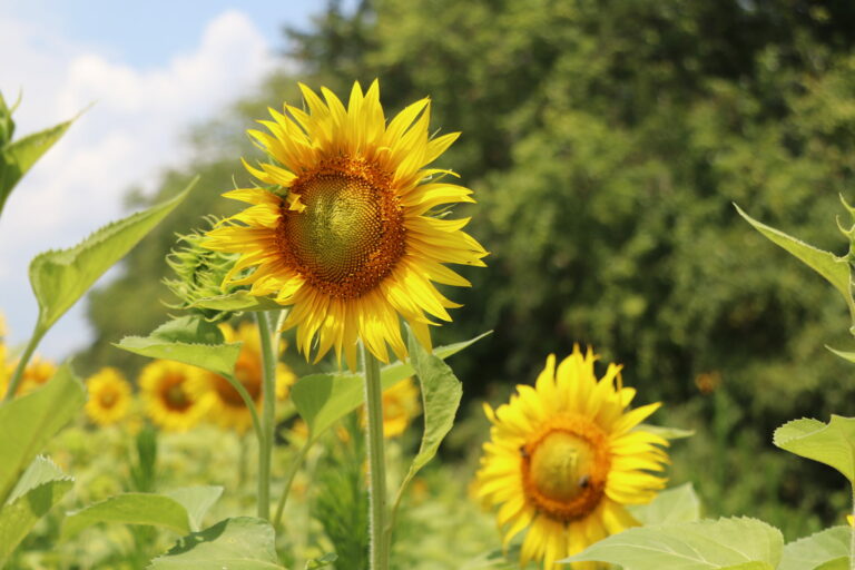 Photos Sunflower Fields Start Blooming in Poolesville Montgomery