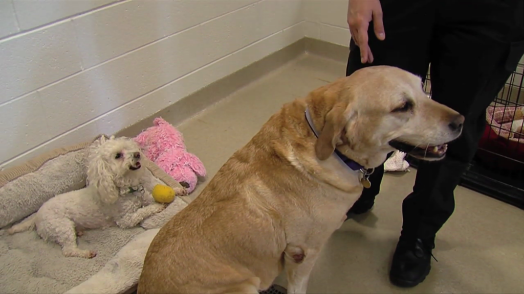 photo of two dogs at animal shelter