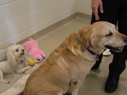 photo of two dogs at animal shelter