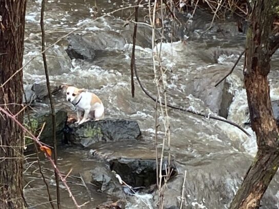 Stranded Dog Rescued from Sligo Creek - Montgomery Community Media Stranded Dog Rescued from Sligo Creek - Montgomery Community Media