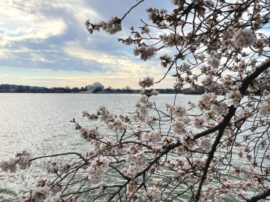 photo of cherry blossoms at the Tidal Basin