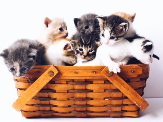 Cats in a basket from Unsplashed