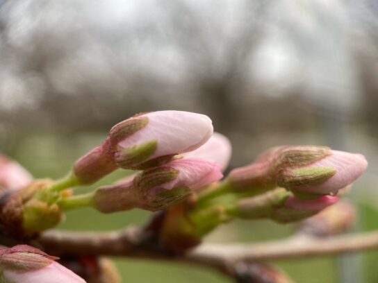 photo of Kenwood cherry tree buds march 18