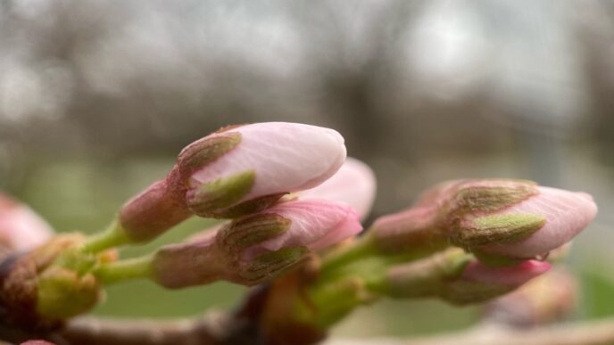 photo of Kenwood cherry tree buds march 18