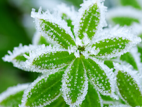 photo of green grass in hoarfrost