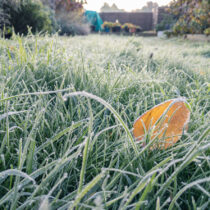 photo of Frosty early morning in the garden, frost on the grass and fallen leaves