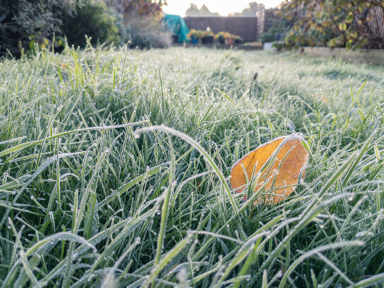photo of Frosty early morning in the garden, frost on the grass and fallen leaves