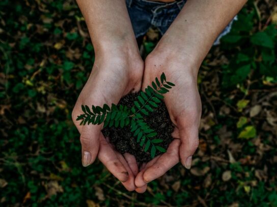 photo of hands holding small plant