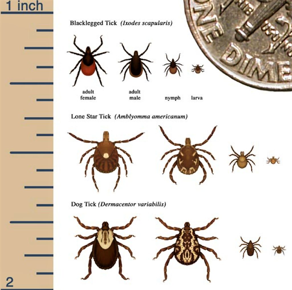 photo of ticks that carry disease