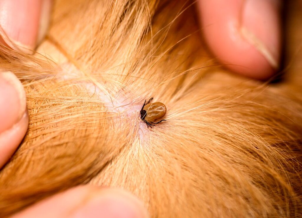 pic of tick hiding in the hair of a dog