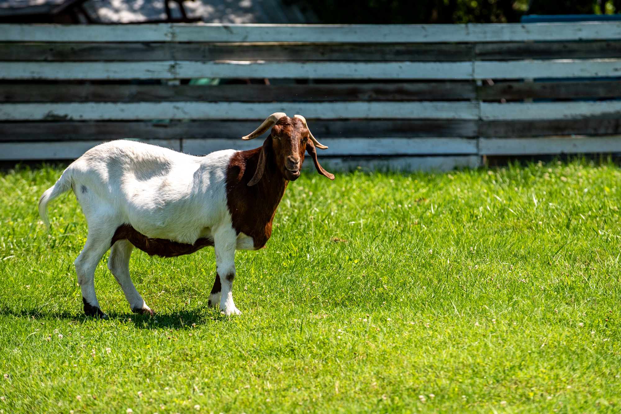 Camp Olympia wildlife - goat