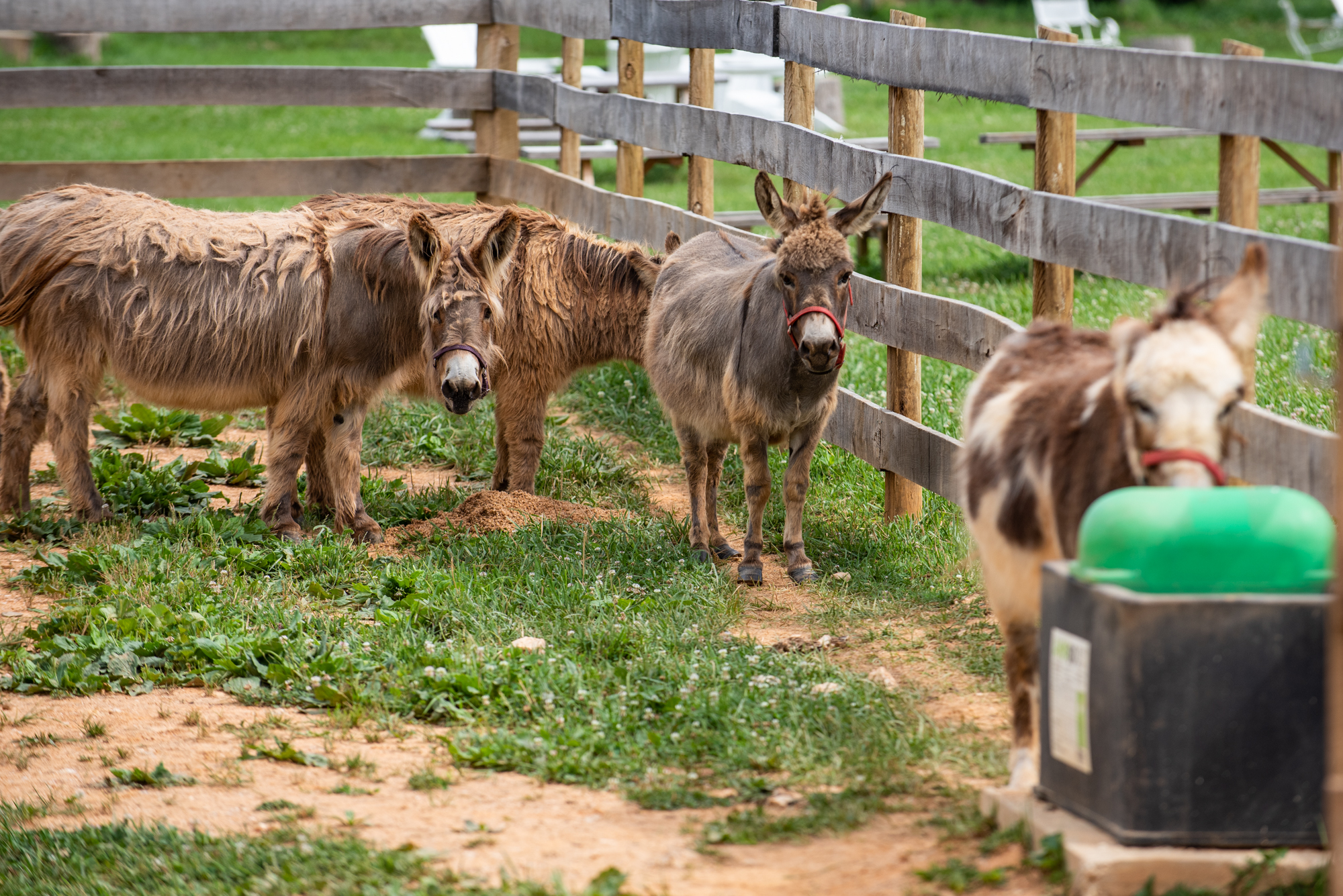 Animals at LANDMADE Farm Brewery