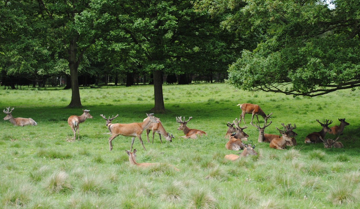 Deer Harvest Up 3.8 in Montgomery County Montgomery Community Media