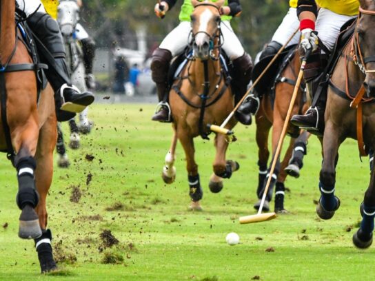 photo of horse polo