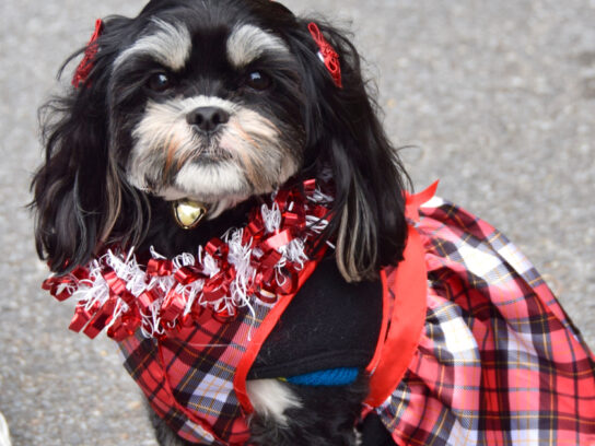 photo of dog dressed up for the winter holidays