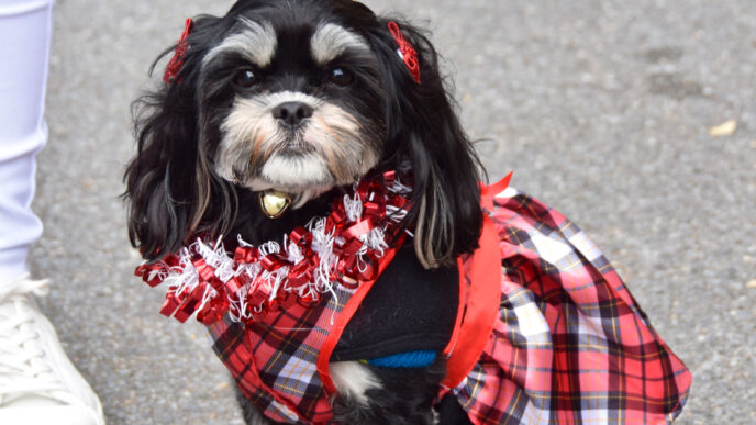 photo of dog dressed up for the winter holidays