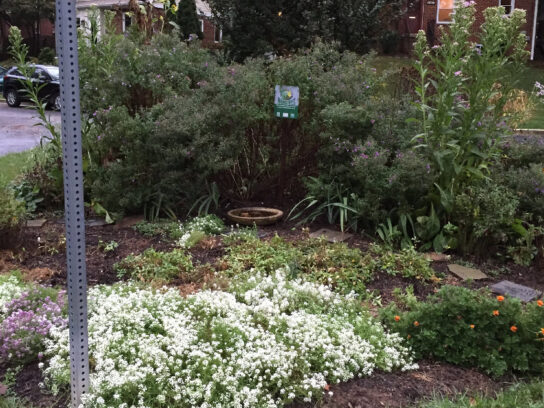 County RainScape Rebate Program Reopens Feb 1 Montgomery Community Media county-rainscape-rebate-program-reopens-feb-1-montgomery-community-media