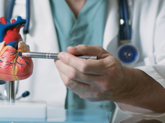 doctor with model of a heart