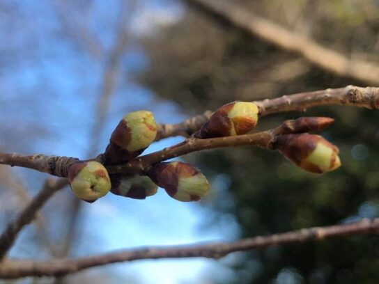 photo of cherry blossom buds