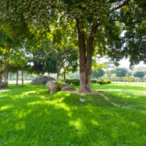 grass under tree canopy