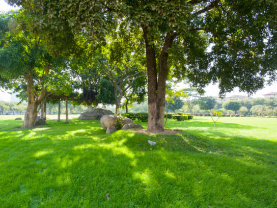 grass under tree canopy