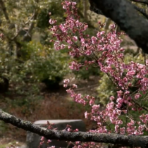 photo of cherry tree in bloom at Brookside Gardens march 2023