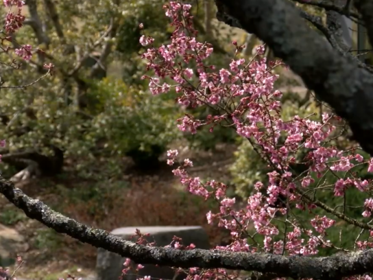 photo of cherry tree in bloom at Brookside Gardens march 2023