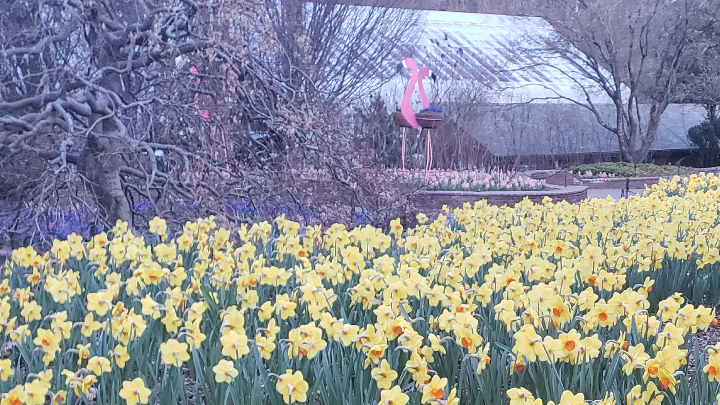 photo of Brookside Gardens spring 2023 daffodils in bloom