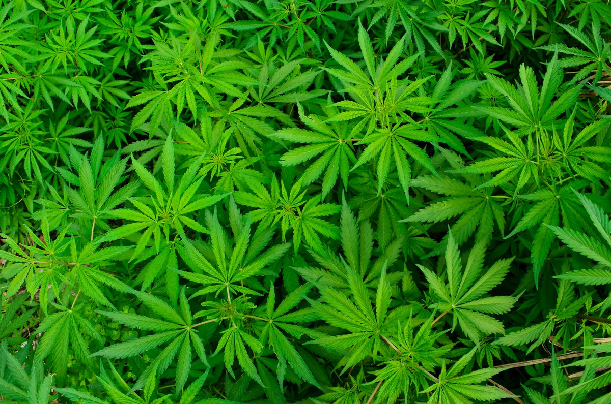 What Does Cannabis Legalization Mean In Maryland Montgomery