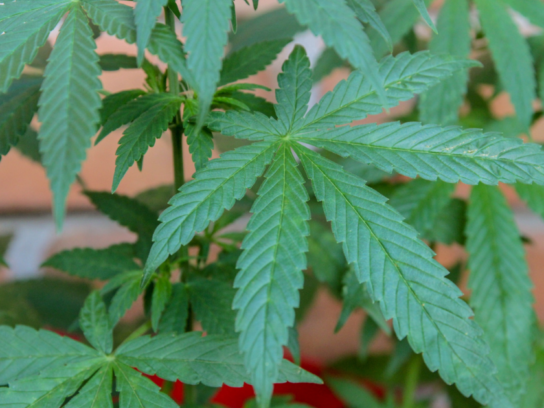 photo of cannabis or marijuana plant close up