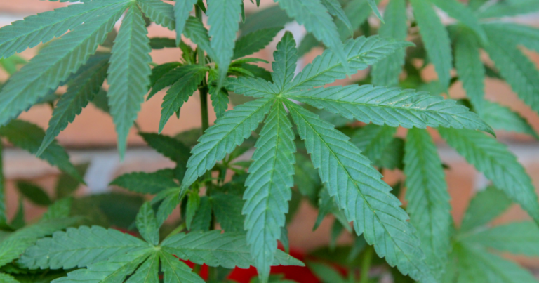 photo of cannabis or marijuana plant close up