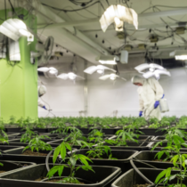 photo of cannabis or marijuana plants in greenhouse