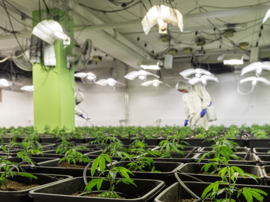 photo of cannabis or marijuana plants in greenhouse