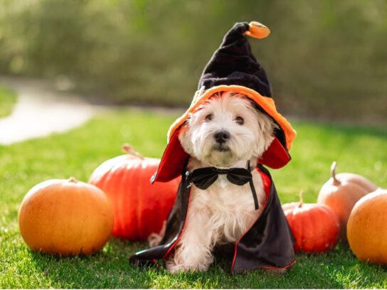 small dog in halloween costume with pumpkins