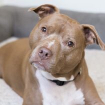 photo of pit bull dog in shelter
