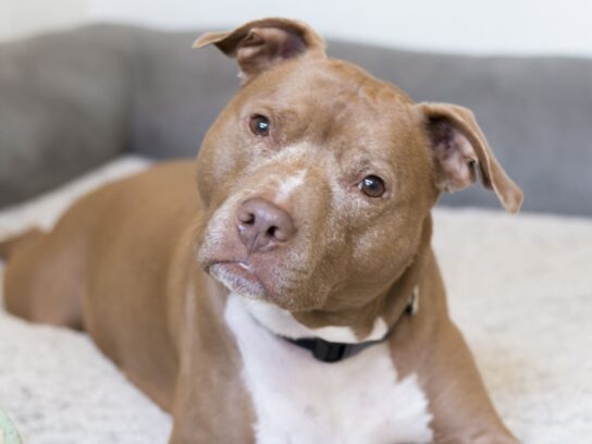 photo of pit bull dog in shelter