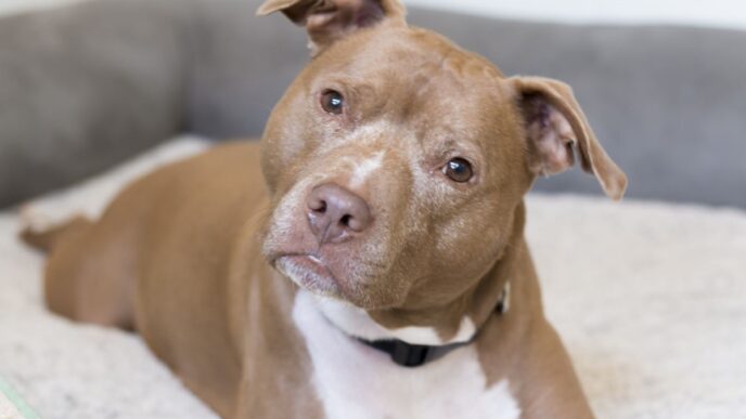 photo of pit bull dog in shelter