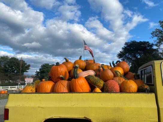 truck with pumpkins seen along river road oct 2023