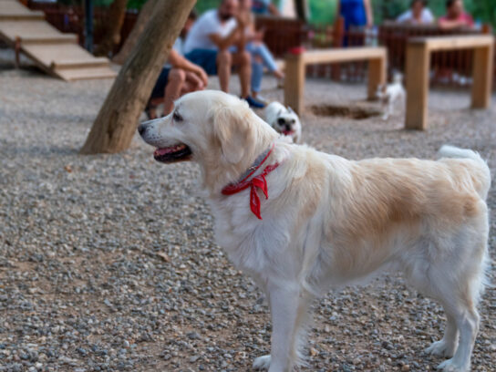dog in a dog playground